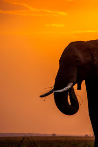 View of elephant on landscape at sunset