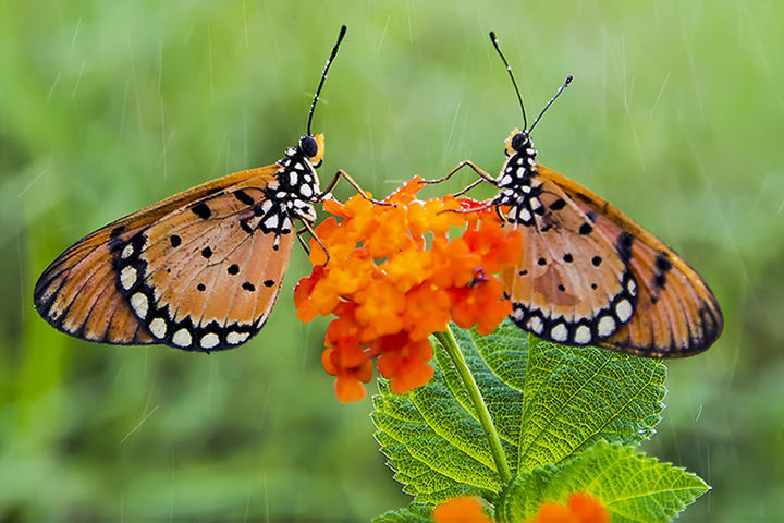 CLOSE-UP OF BUTTERFLY ON FLOWER