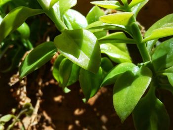 Close-up of fresh green plant