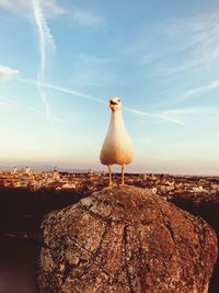 Seagull perching on rock against sky