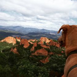 View of a dog on mountain against sky