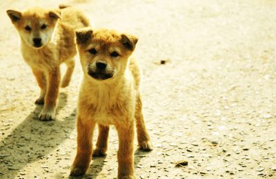 Portrait of dog on sand