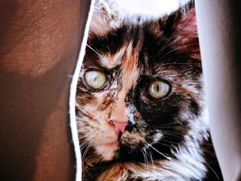 Close-up portrait of a cat