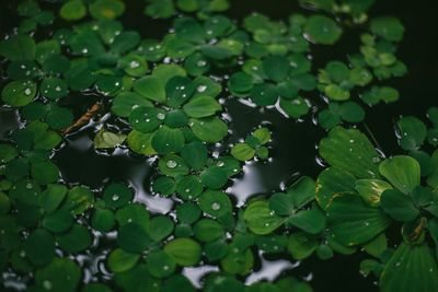 High angle view of wet leaves floating on lake