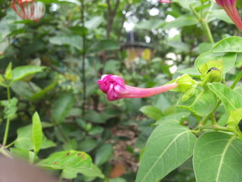 Close-up of pink flowers