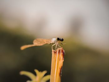 Close-up needle dragonfly on branch