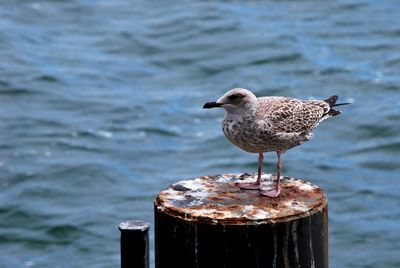 Seagull perching on wooden post by sea