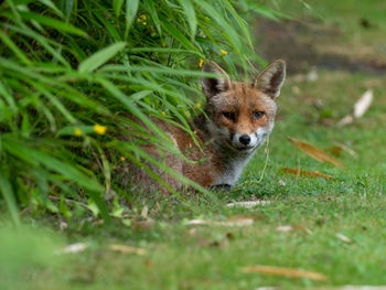 Portrait of an animal on field