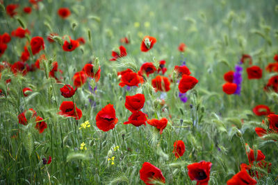 Close-up of red poppy flowers on field