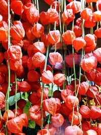 Full frame shot of red flowering plants