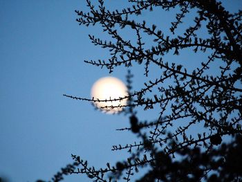 Close-up of branches against blue sky