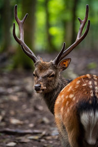 Close-up of deer