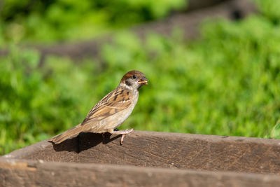 Close-up of bird perching on wood