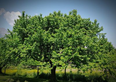 Trees growing on field against sky