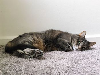 Portrait of cat sleeping on rug at home