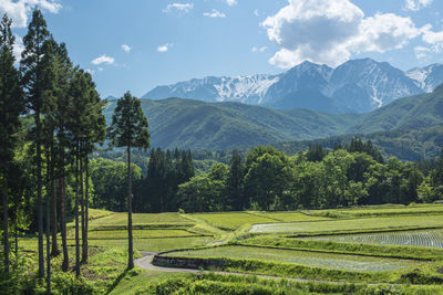 Early summer rural scenery overlooking the snow-capped mountains.