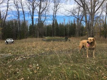 Dog on field