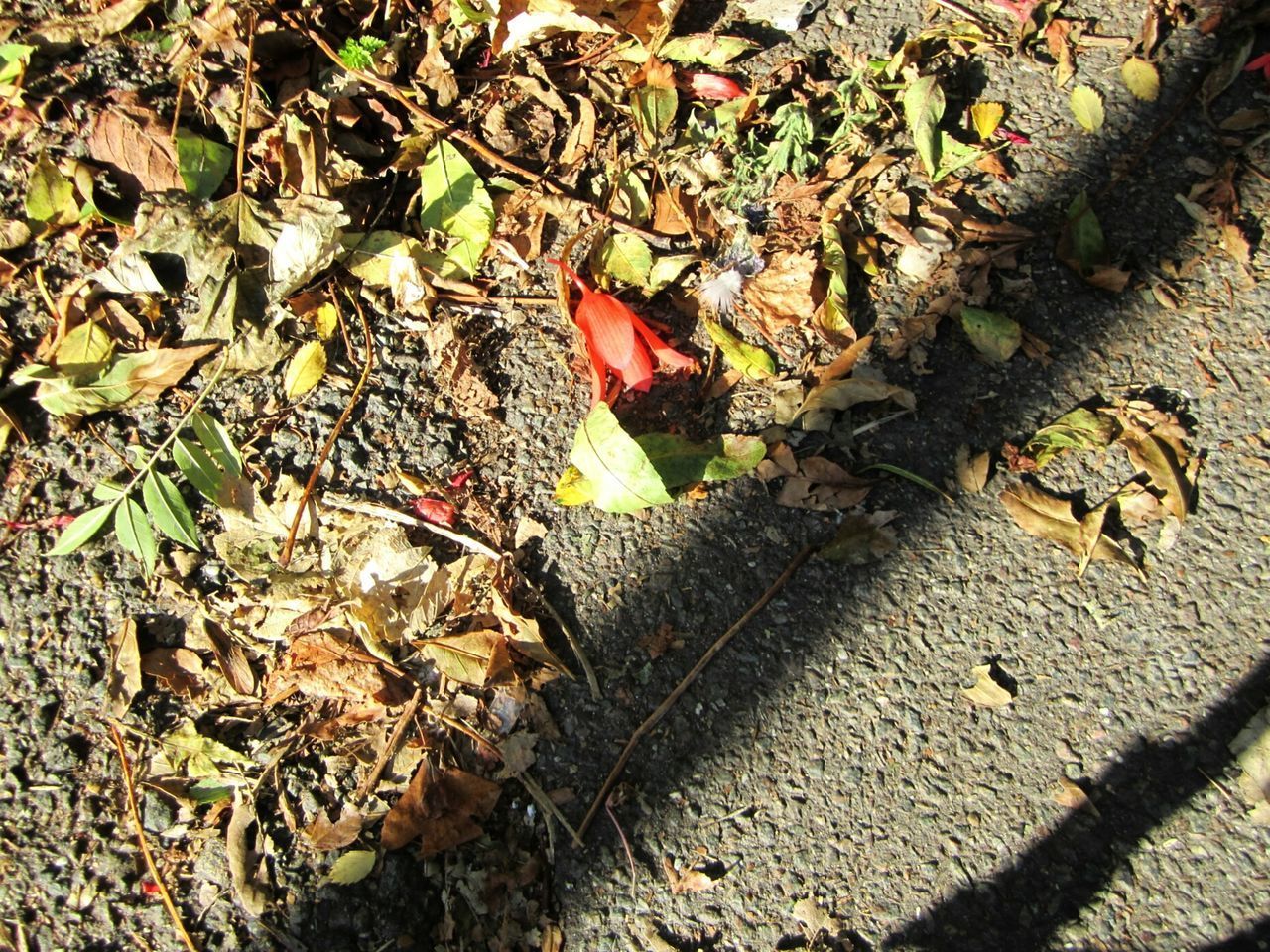 HIGH ANGLE VIEW OF LEAVES ON FIELD