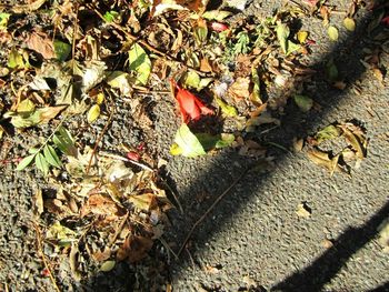 High angle view of autumn leaves on field