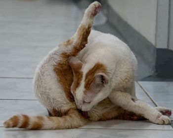 Close-up of cat sleeping