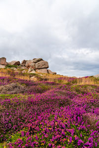 Purple flowering plants on rocky land against sky