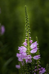 Close-up of purple flowering plant