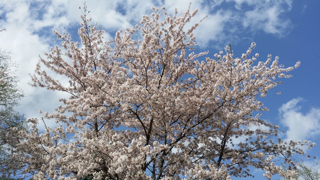 low angle view, sky, flower, tree, cloud - sky, branch, growth, nature, beauty in nature, blue, cloud, white color, cherry blossom, freshness, fragility, day, cloudy, blossom, outdoors, blooming