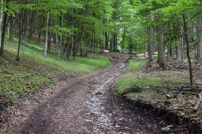 Dirt road passing through forest