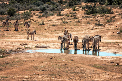 View of two drinking water