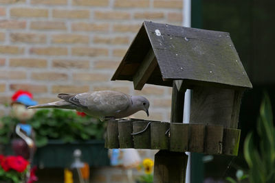 Bird perching on wooden post