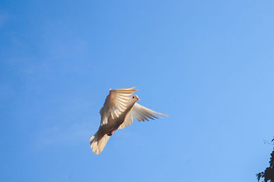 Low angle view of seagull flying in sky