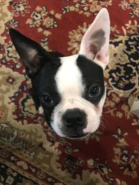 High angle portrait of dog at home