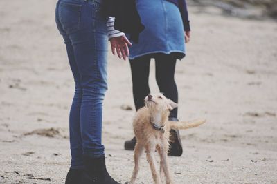 Low section of people by dog at beach