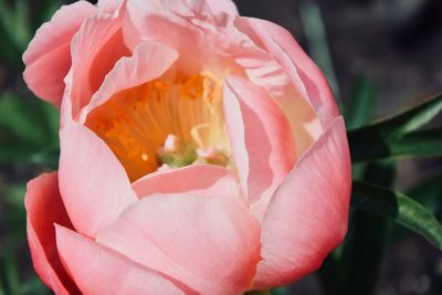 Close-up of pink rose