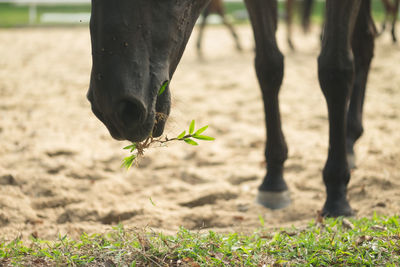 Low section of horse on field