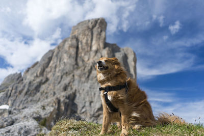 Dog looking away on rock against sky