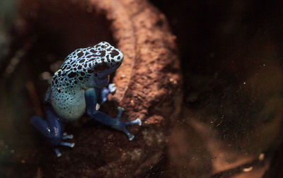 Close-up of blue frog