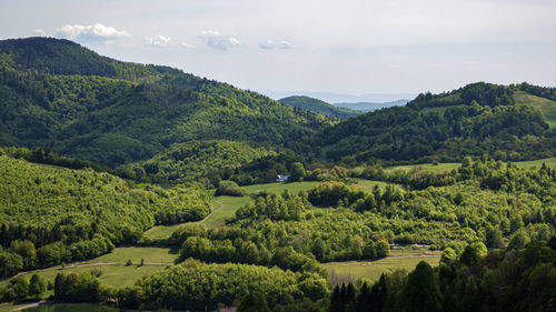 Scenic view of trees on field against sky