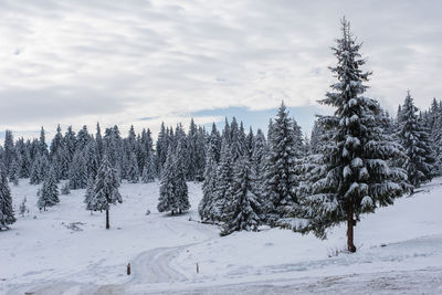 Pine trees on snow covered field against sky