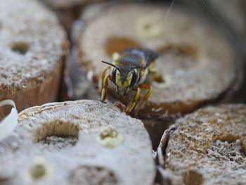 Close-up of insect