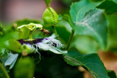 Close-up of purple flower on plant