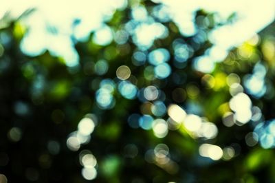 Close-up of plant against blurred background