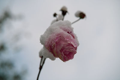 Close-up of pink rose plant