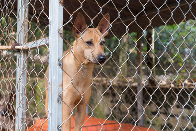 Dog looking through chainlink fence