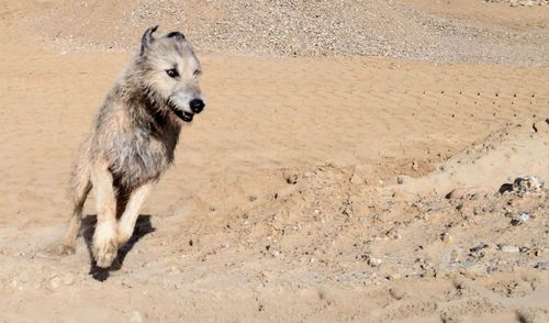 Lion running on sand