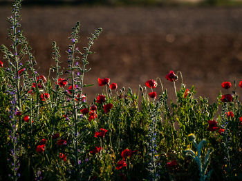 Close-up of red poppy flowers on field