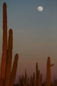Low angle view of fresh cactus against sky during sunset