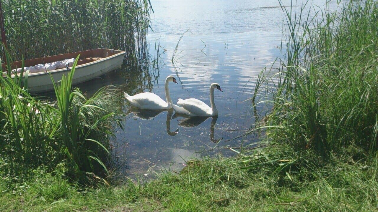 water, animal themes, bird, animals in the wild, grass, plant, lake, no people, animal wildlife, nature, one animal, swan, swimming, water bird, day, outdoors, mammal