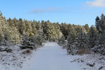 Snow covered land amidst trees against sky