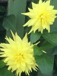 Close-up of yellow flowering plant